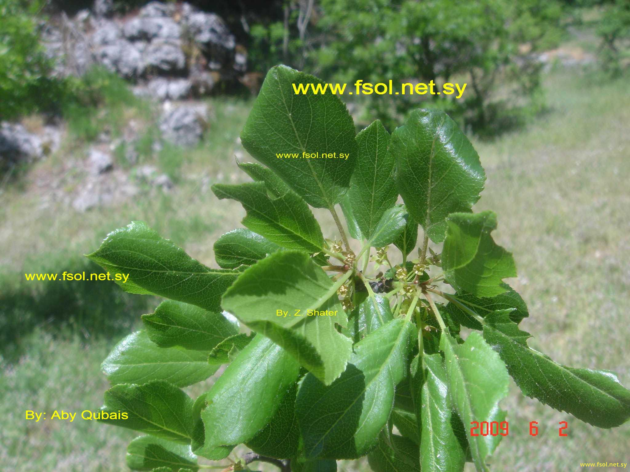 Rhamnus cathartica L.